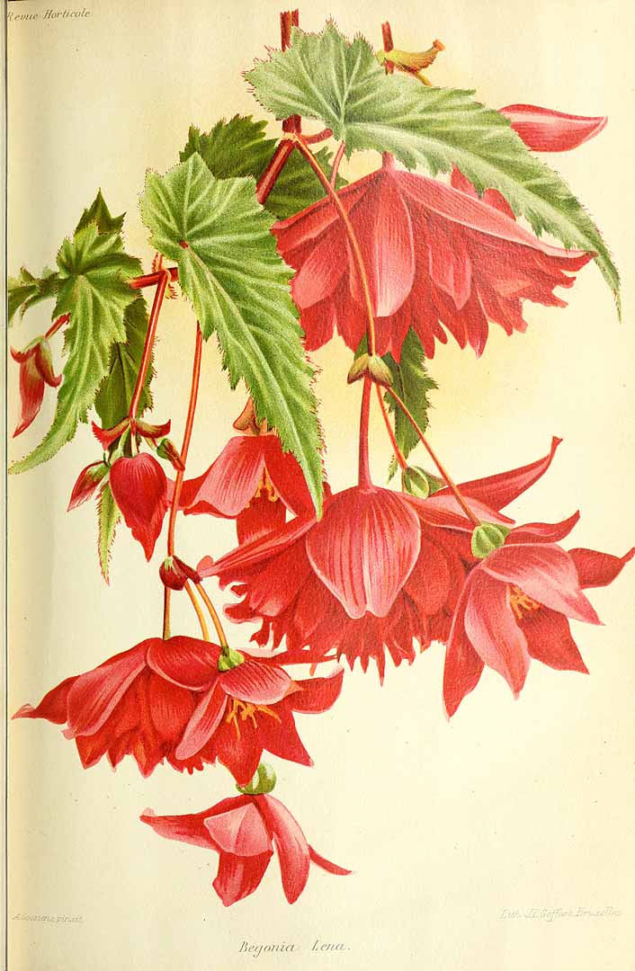 B. ‘Lena’
